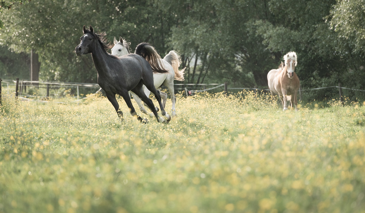 Horses